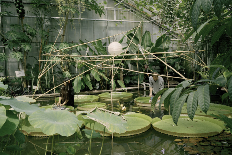 STRWÜÜ_Nymphaeaceae©Chen Haishu